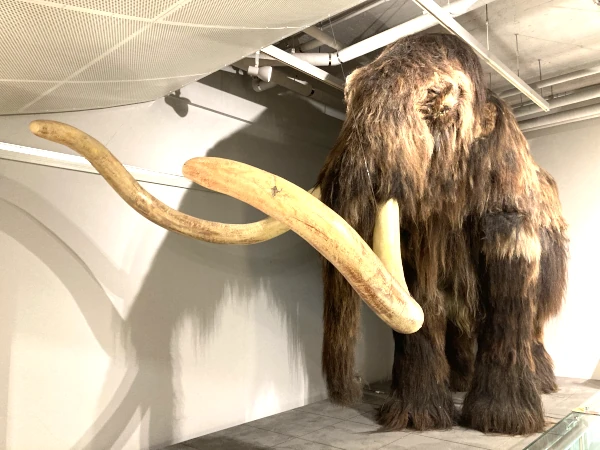 北海道大学総合博物館 マンモスの実物大復元模型