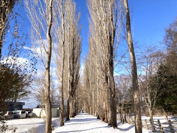 北海道大学キャンパス 雪に包まれたポプラ並木